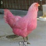 DASH를 팔 핑계