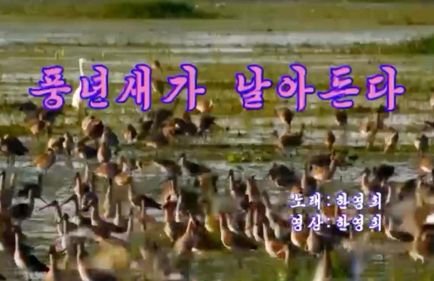 MDB, 새가 날아든다